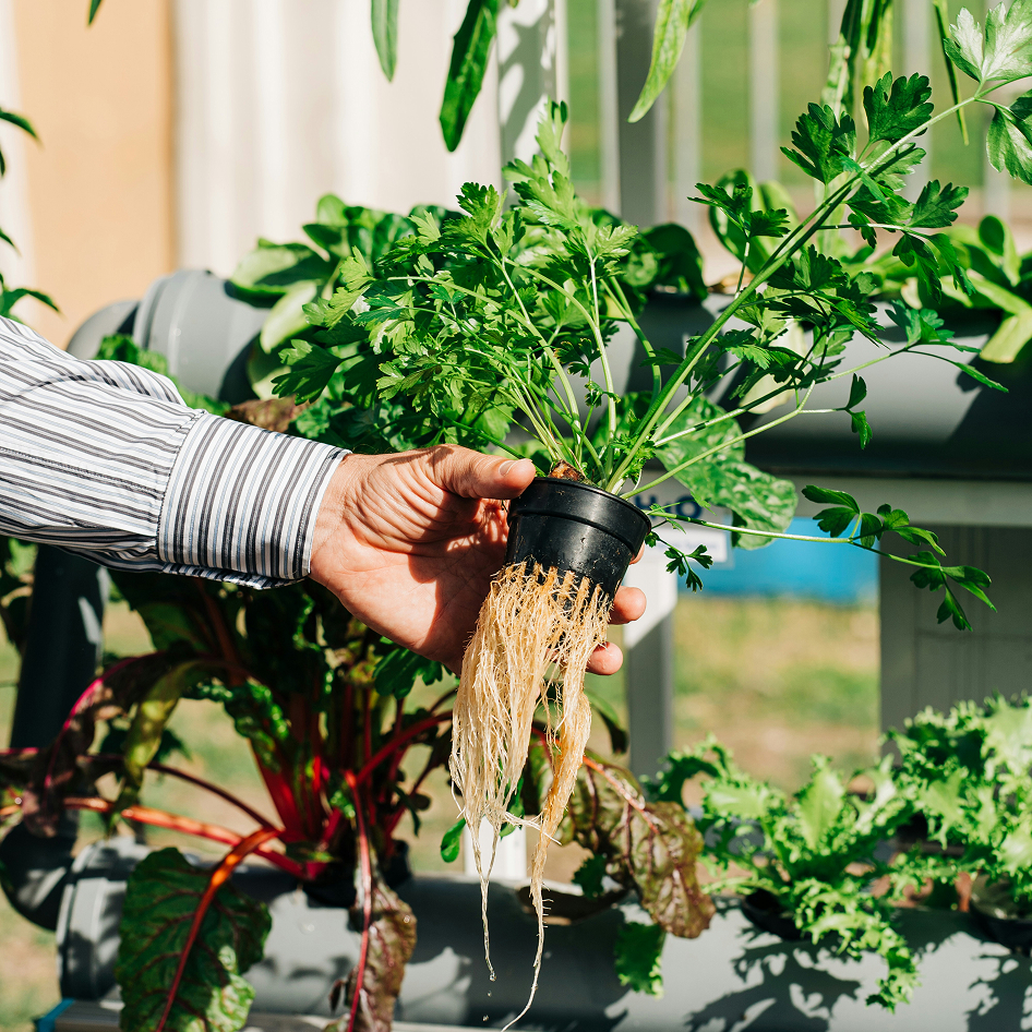 Close-up of a person holding a young parsley seedling cultivated without soil, showing its root structure
