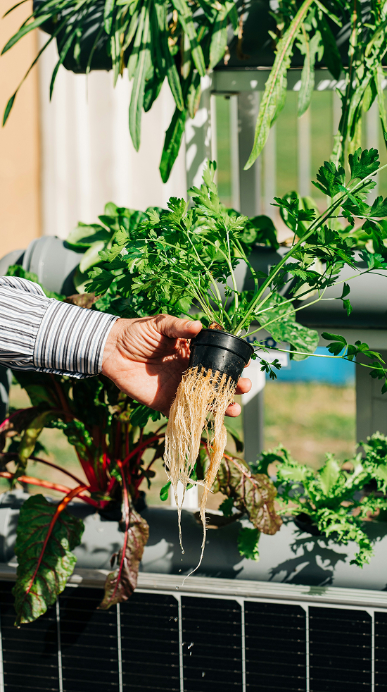 Close-up of a person holding a young parsley seedling cultivated without soil, showing its root structure